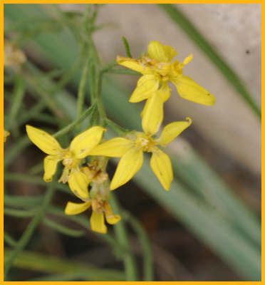 Western St.-John's Wort