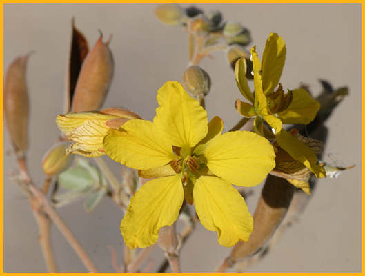 Twinleaf