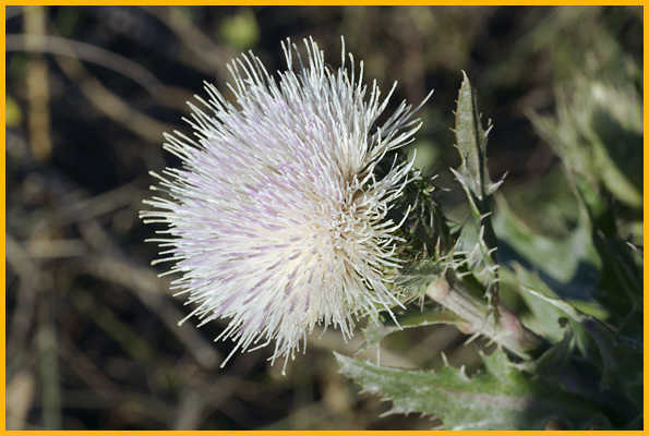Bull Thistle