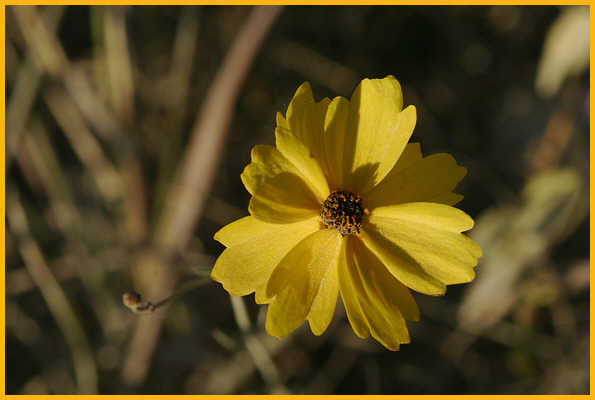 Common Tickseed
