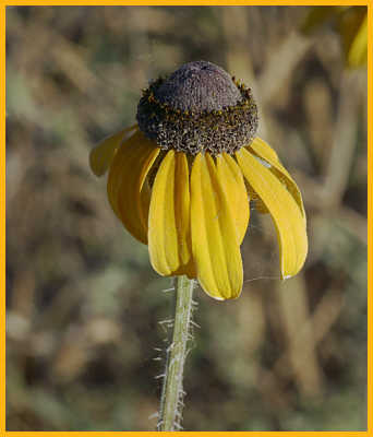 Orange Coneflower