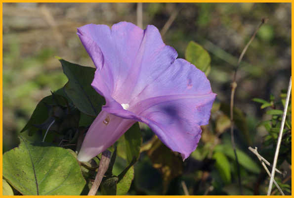 Glades Morning Glory