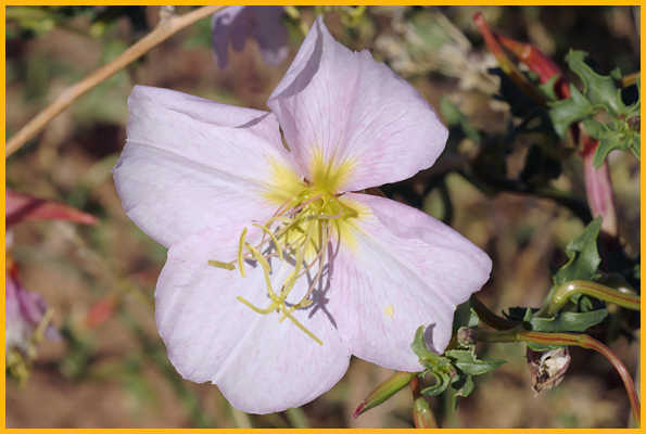 Pale Evening-primrose (Pink)