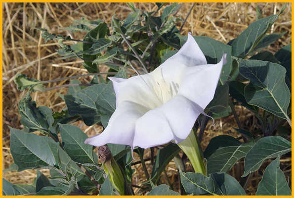 Sacred Datura