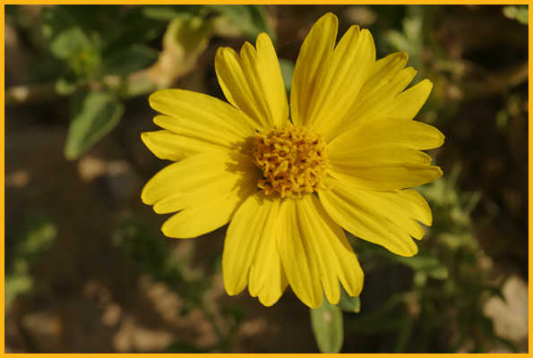 Cowpen Daisy