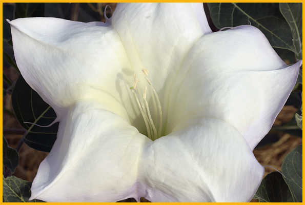 Sacred Datura