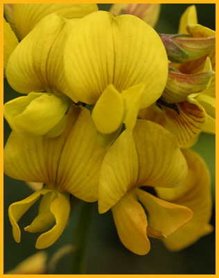 Showy Crotalaria
