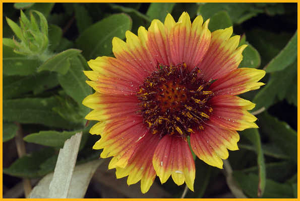Indian Blanket