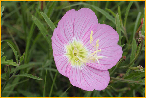 Showy Primrose