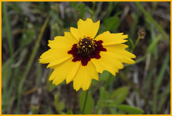 Coreopsis