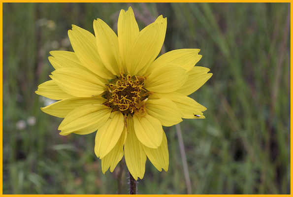 Simpson's Rosinweed