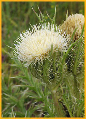 Yellow Thistle
