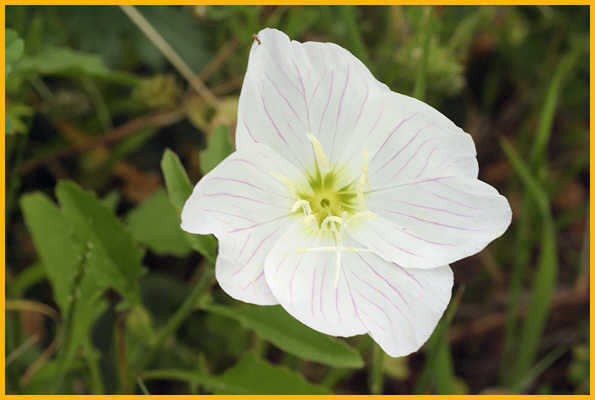 Showy Primrose