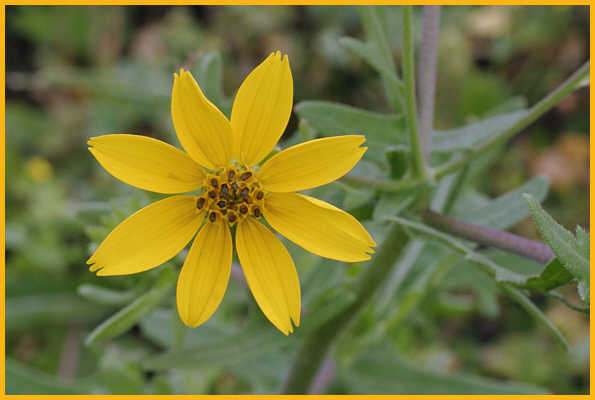 Tickseed Sunflower