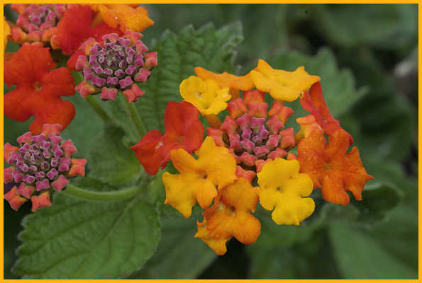 Texas Lantana