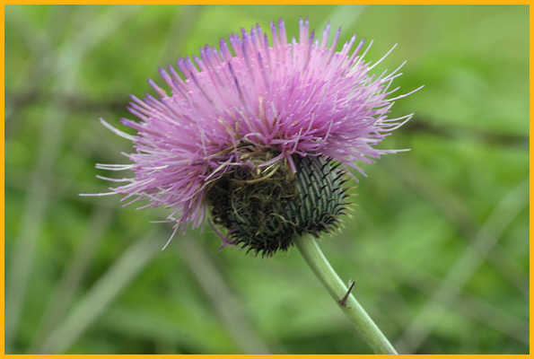 Texas Thistle