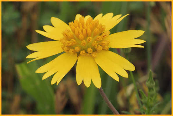 Fringed Sneezeweed
