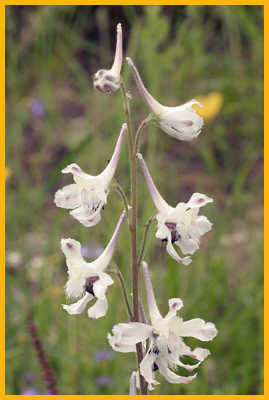 Prairie Larkspur