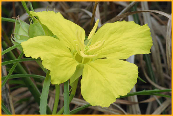 Stemless Evening Primrose