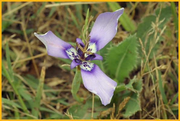 Herbertia