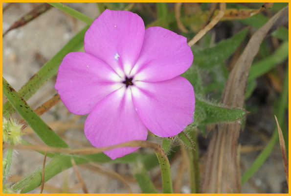 Pointed Phlox