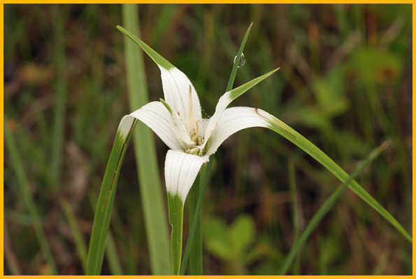 White-top Sedge
