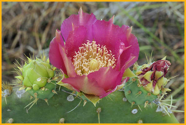 Texas  Prickley Pear Cactus