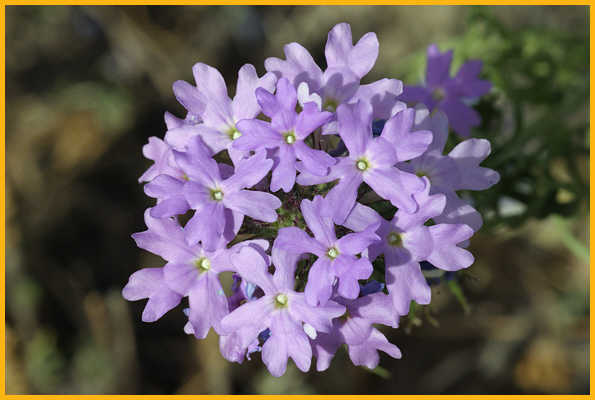 Dakota Vervain