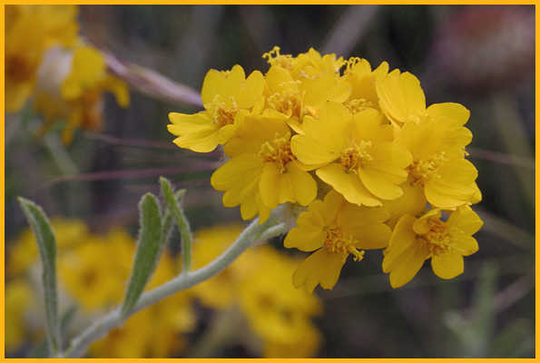 Carolina Puccoon