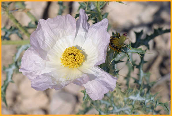Purple Prickly Poppy