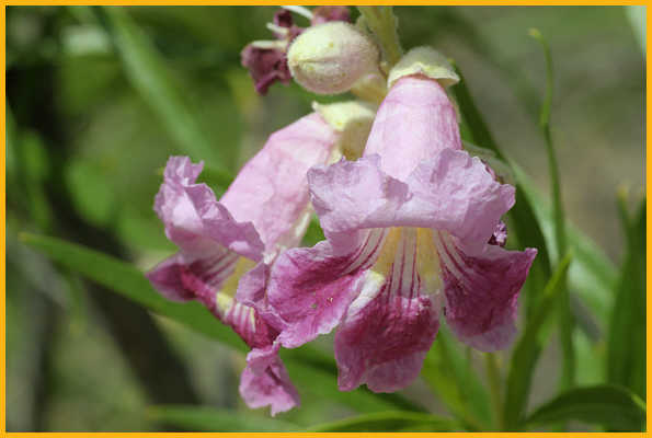 Desert Willow