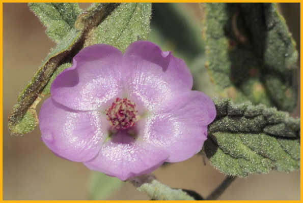 Copper Globe Mallow