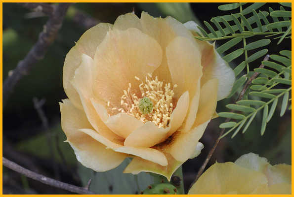 Texas Prickly Pear Cactus
