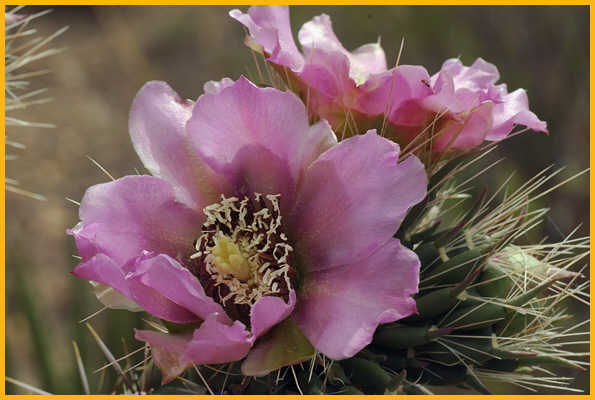 Cane Cholla Cactus