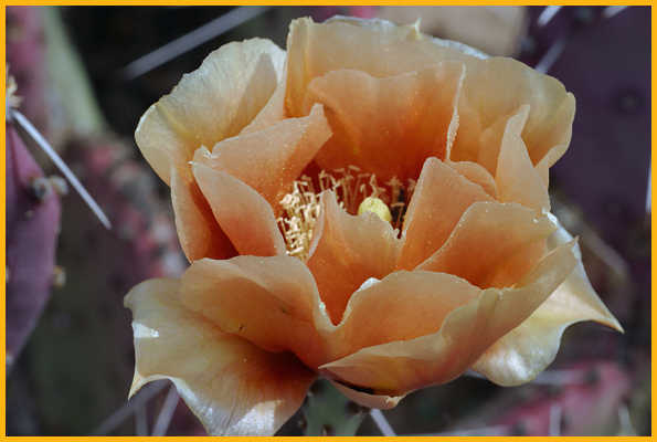 Purple Prickly Pear Cactus