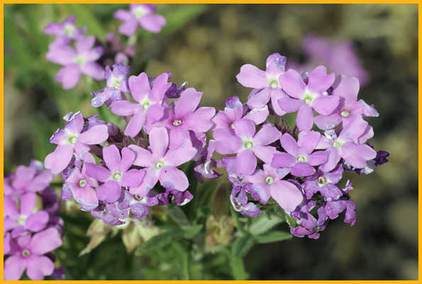 Gray Vervain