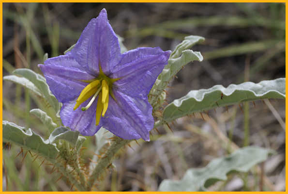 Silver-leaf Nightshade