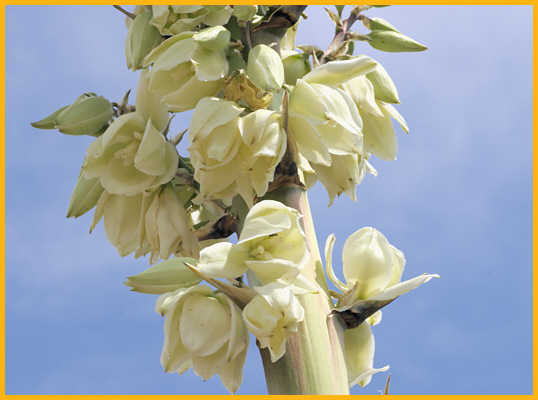 Bear Grass Yucca