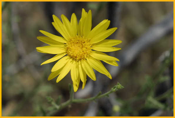 Yellow Spiny Daisy