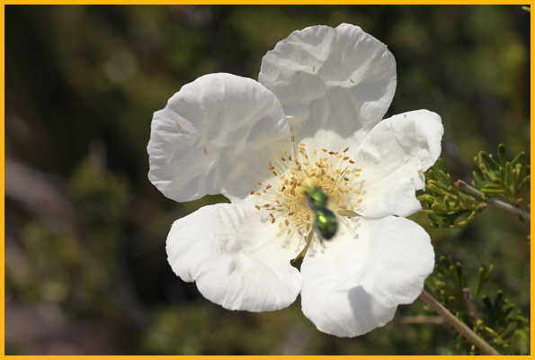Apache Plume with Bug
