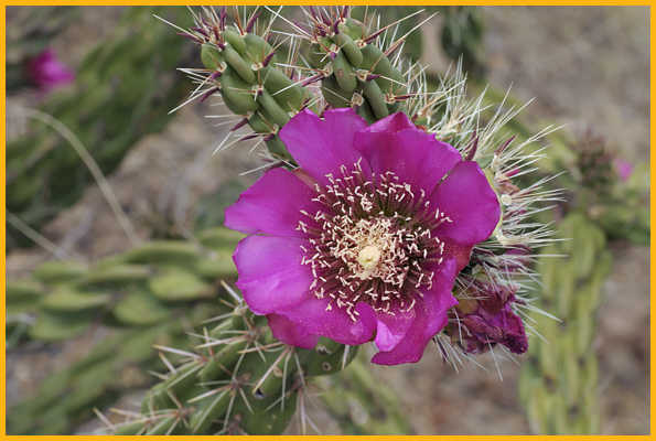 Cane Cholla Cactus