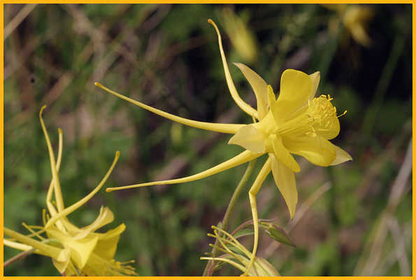 Golden Columbine