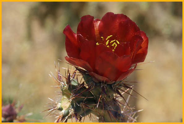 Buckhorn Cholla Cactus