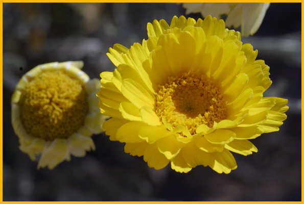 Desert Marigold