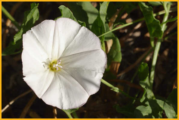 Bindweed