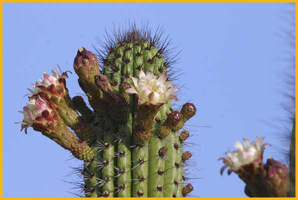 Organ Pipe Cactus