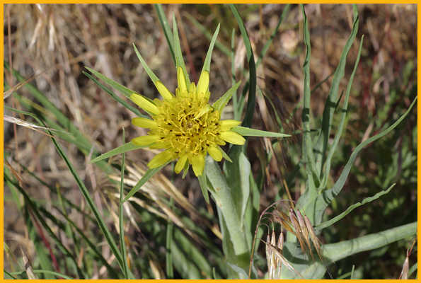 Yellow Goatsbeard