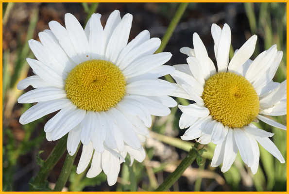Oxeye Daisy