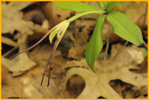 Small Whorled Pogonia