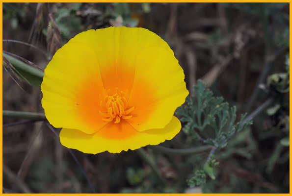 California Poppy
